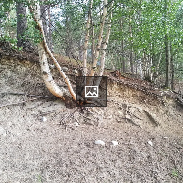 Birch Tree Cluster on Sandy Slope