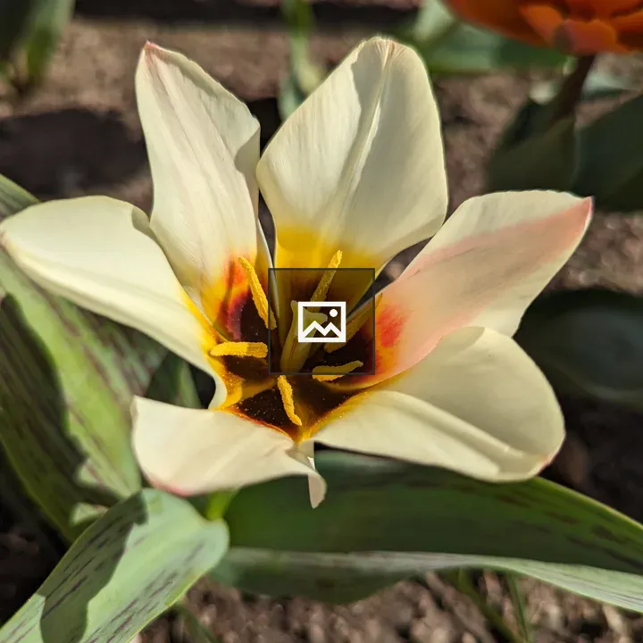 Cream tulip close-up