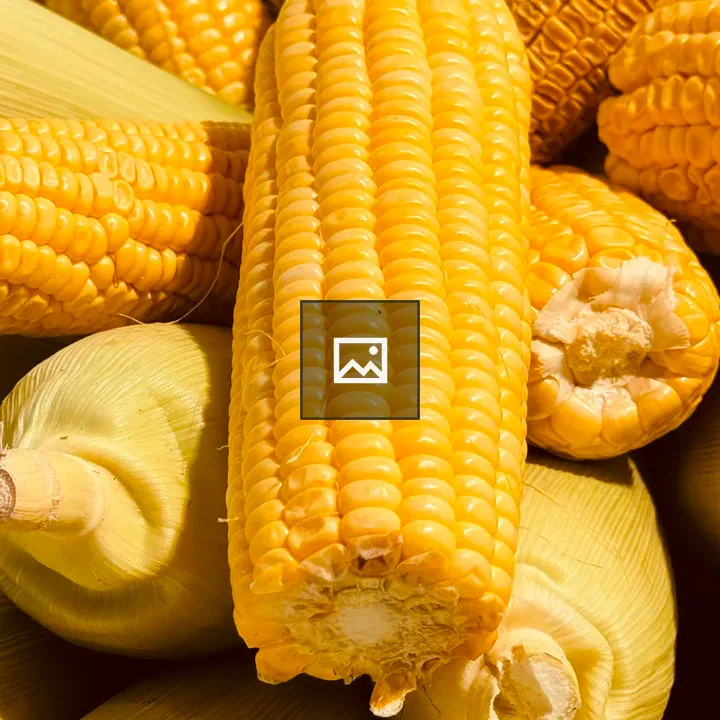 Close-up of yellow corn cobs