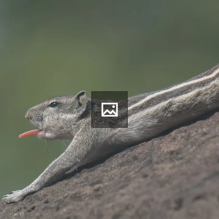 Striped gray-brown squirrel