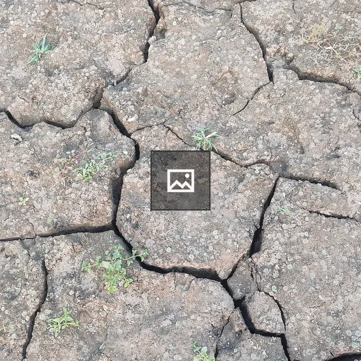 Cracked earth with sparse vegetation