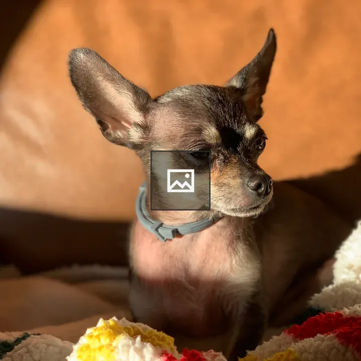 Gomez the chihuahua