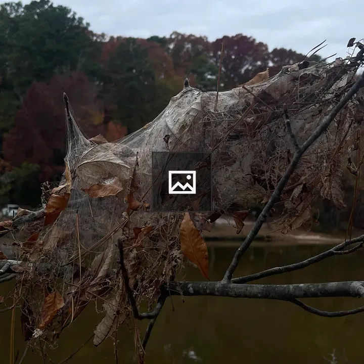 Spider Waves in Nature