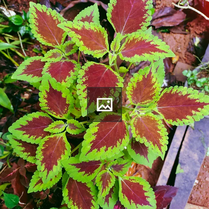 Coleus plant close-up