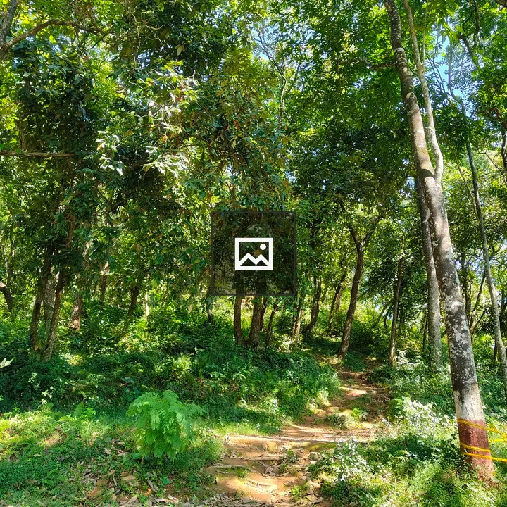 Green Forest Path