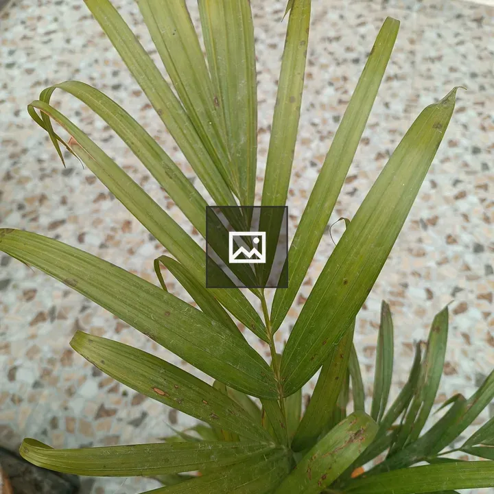 Palm tree leaf