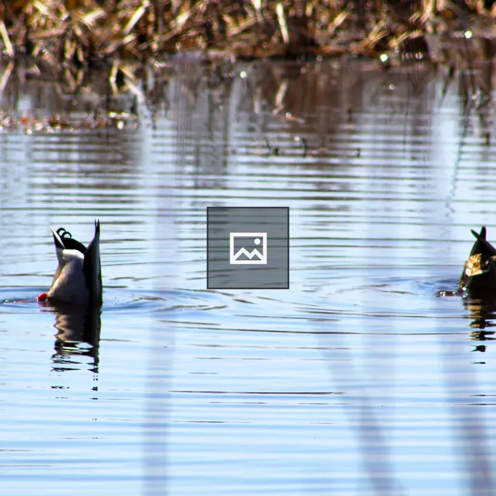 Ducks Diving at a Lake