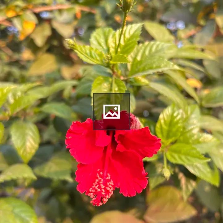 Red hibiscus flower bloom
