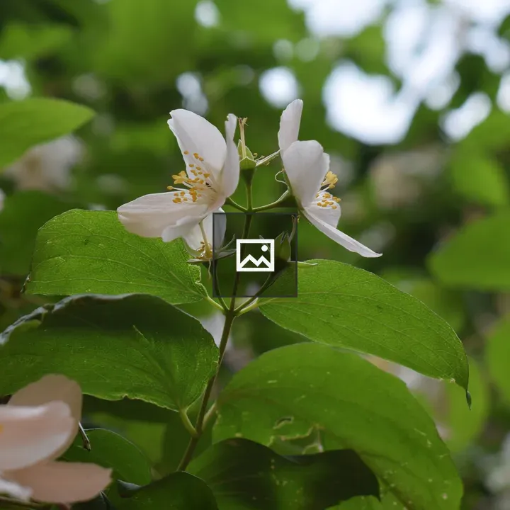 White flowers with yellow stamens