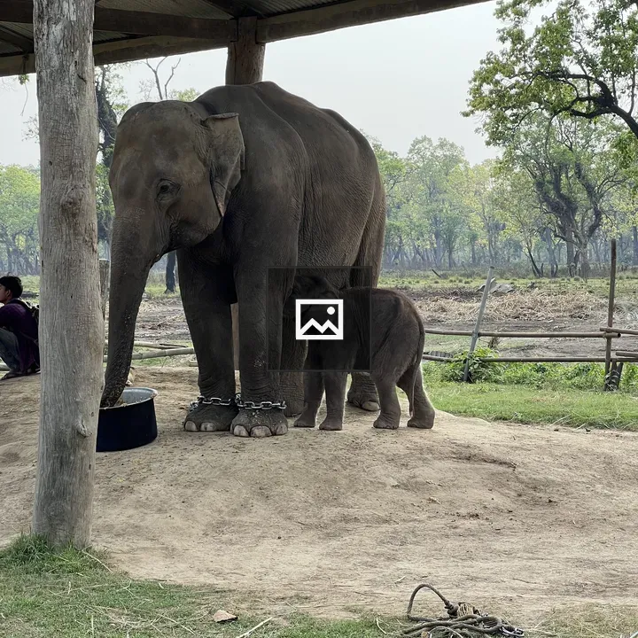 Elephants Under Shelter