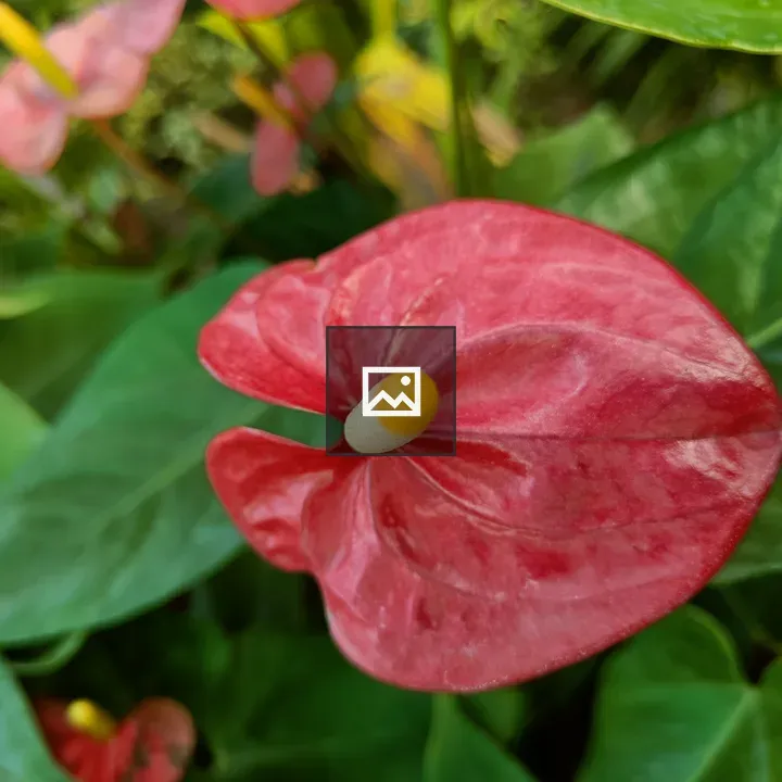Red Anthurium