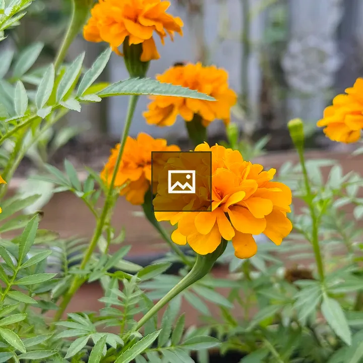 Cluster of orange marigold flowers