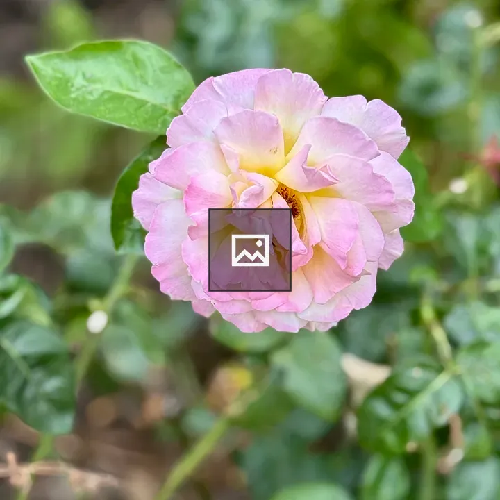 Pink and yellow rose bloom