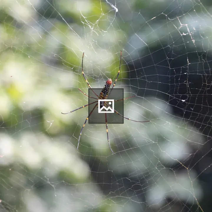 Spider in Web Close-Up