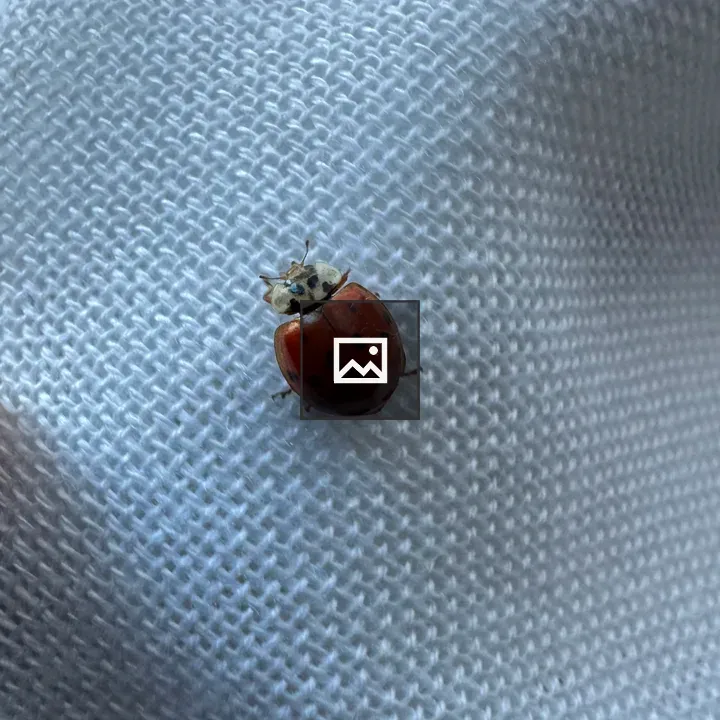 Ladybug on White Curtains