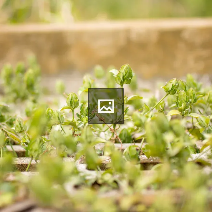 Plant sprouts through sewer grate