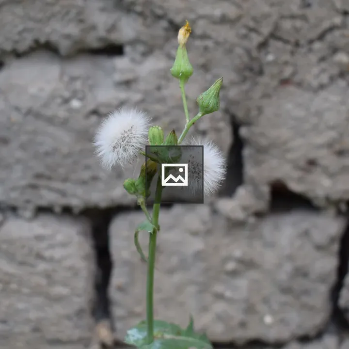 Small plant with dandelion-like flowers
