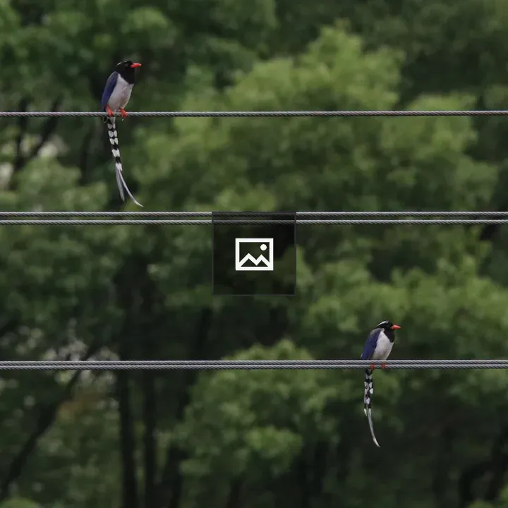 Two Red-billed Blue Magpies