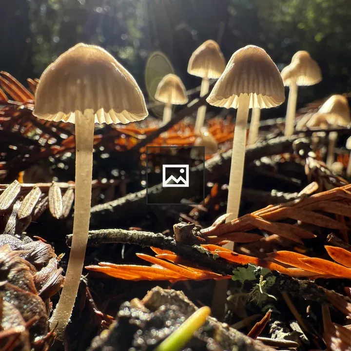 Mushrooms in Redwood Forest
