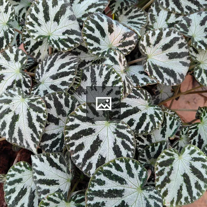 Close-up Leaves with Stripes