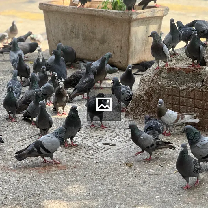 Pigeons on Concrete Surface