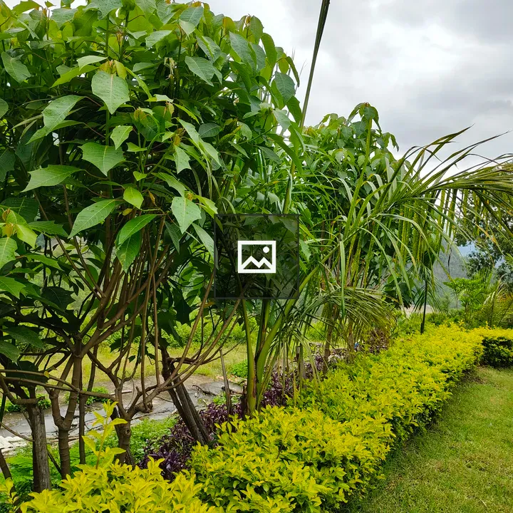 Lush Garden Foliage Border