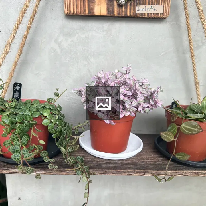 Three potted plants on shelf
