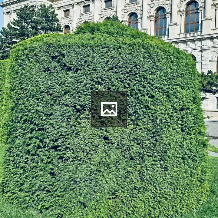 Rounded hedge before building