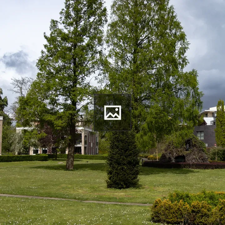 Trees and a bush in a park
