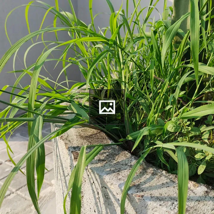 Green Grass Plant in Cement Planter