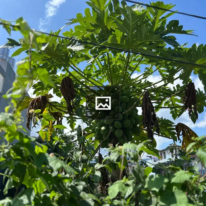 Papaya Tree with Unripe Fruit