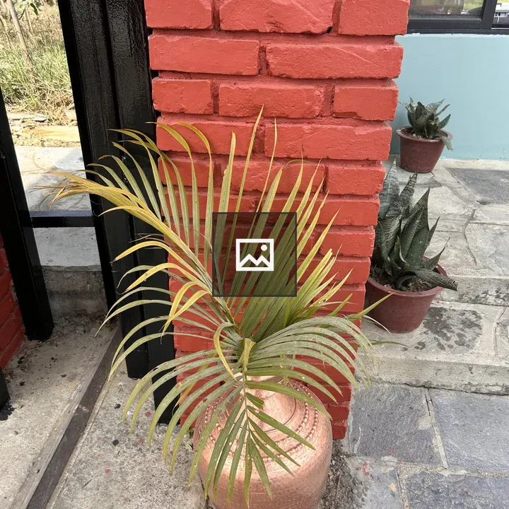 Potted palm plant and vase