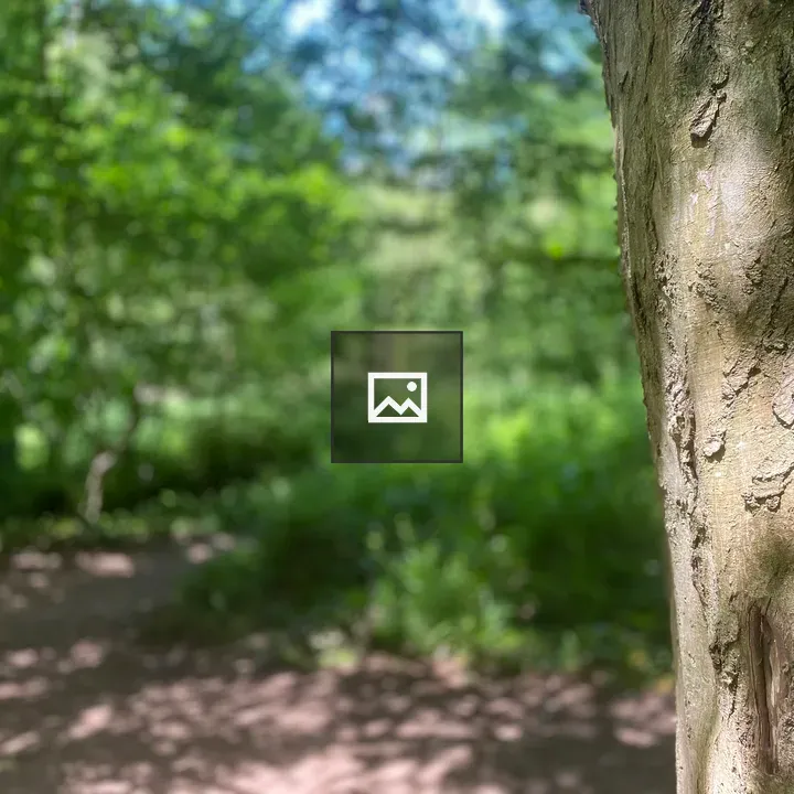 Detail of tree trunk