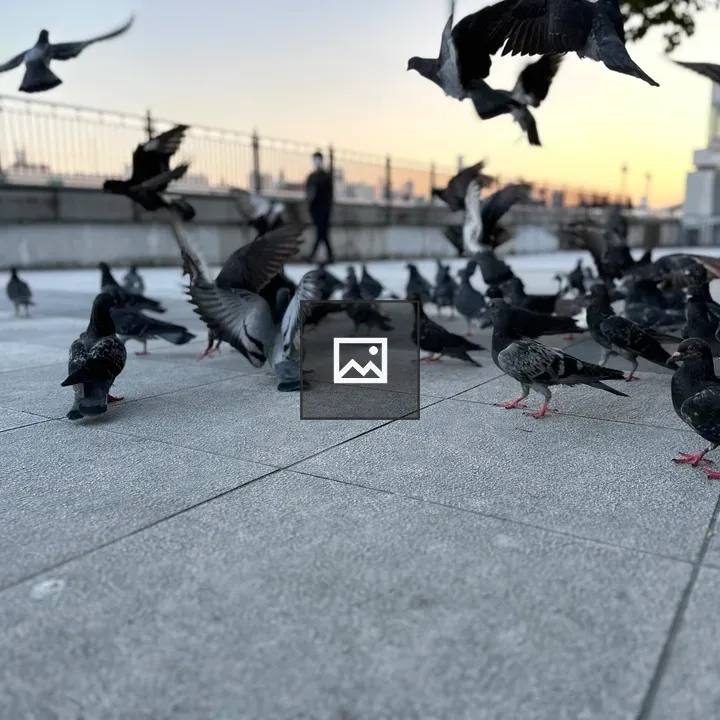 Pigeons at Sunset