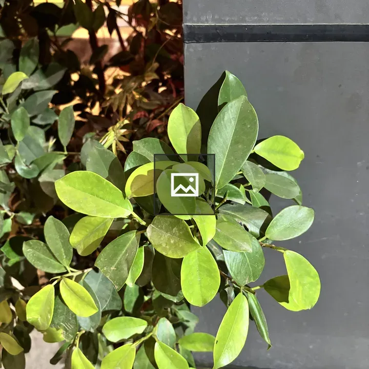 Close-up Leaves Cluster