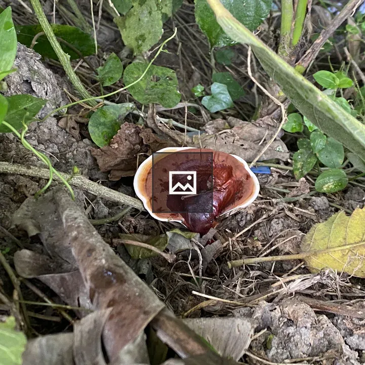 Mushroom among leaves
