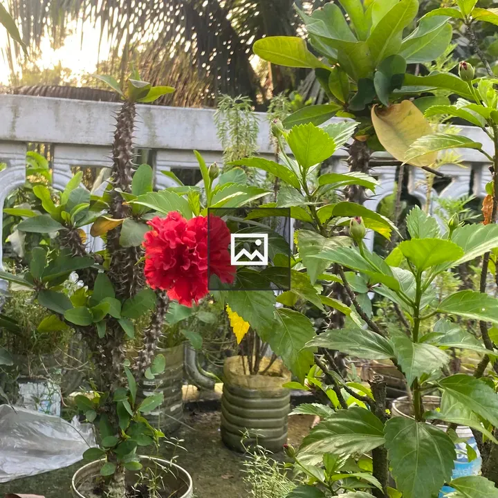 Hibiscus Flower in Green Foliage