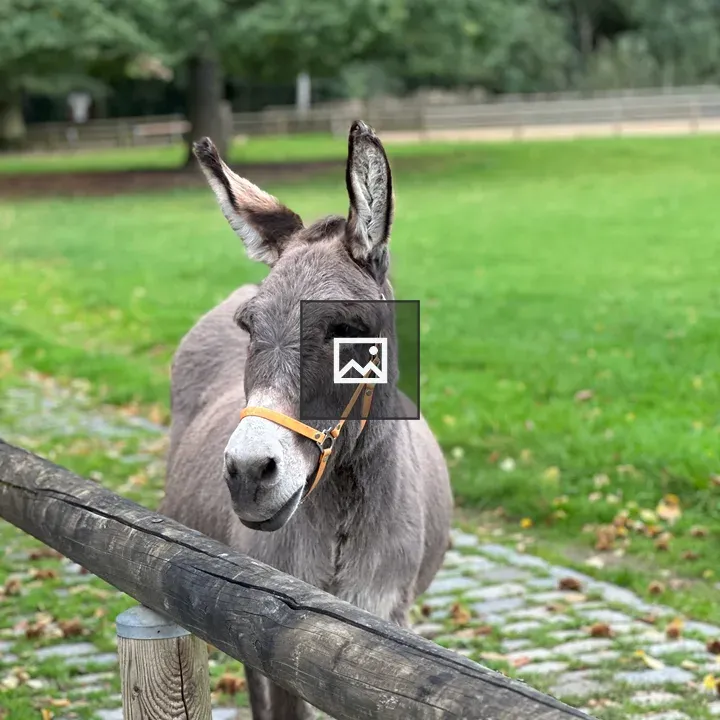 Gray donkey in urban animal park