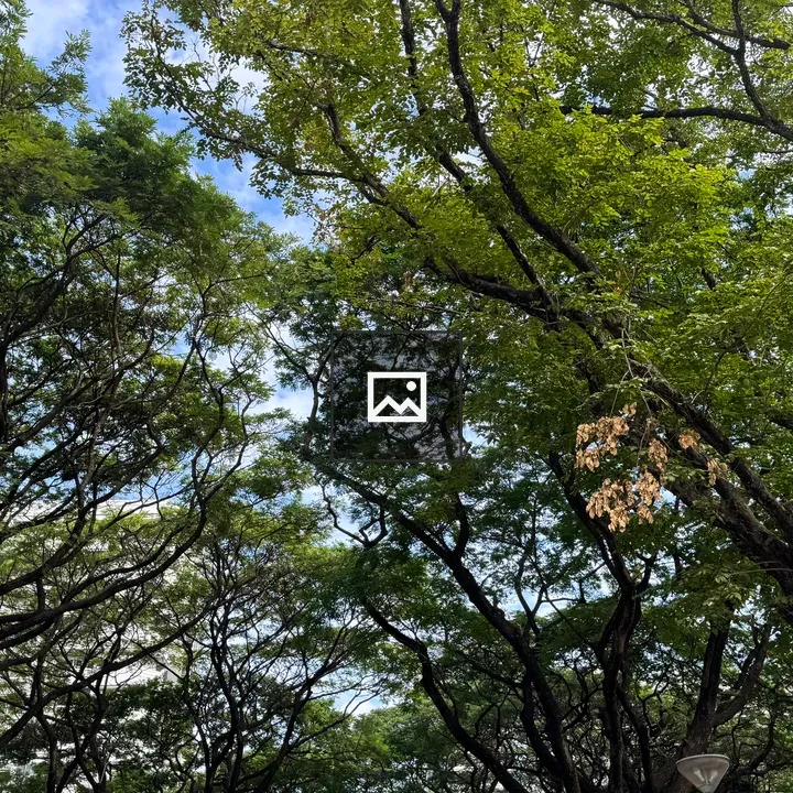 Canopy View of Tropical Forest