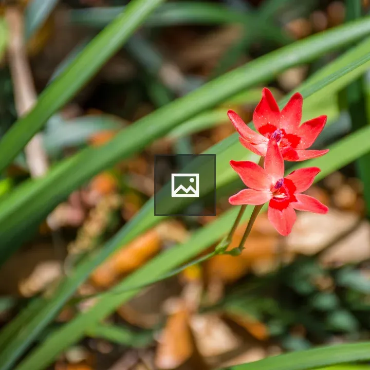 Red freesia flowers