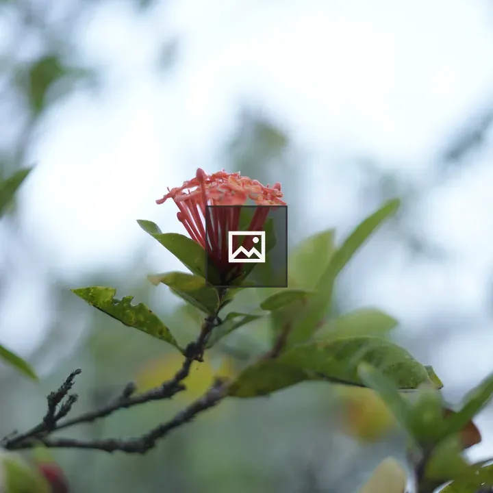 Red flower on green foliage