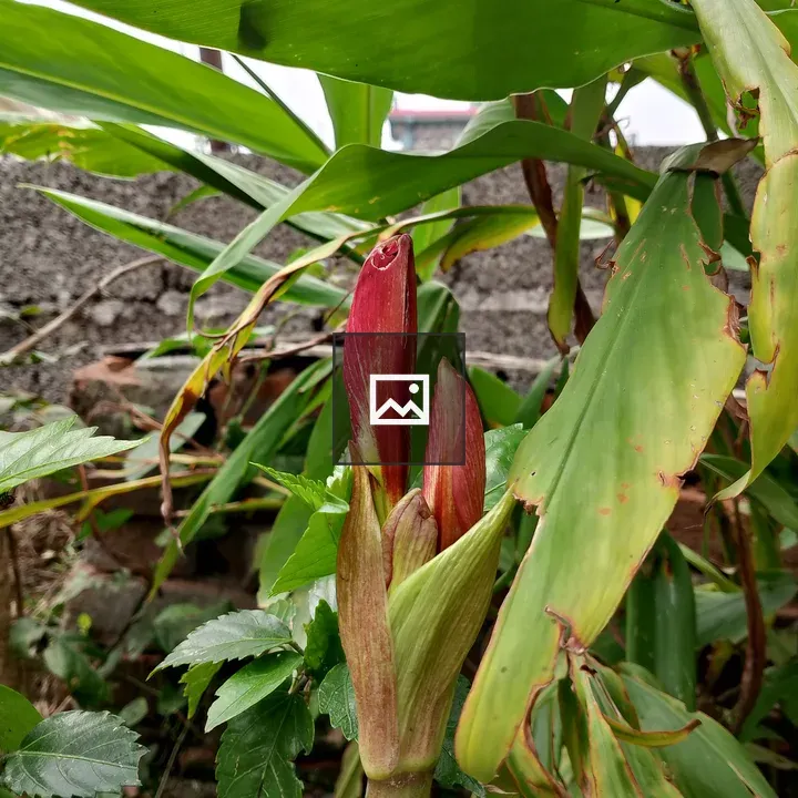 Red flower buds in garden