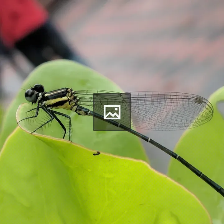 Dragonfly on green and red leaves