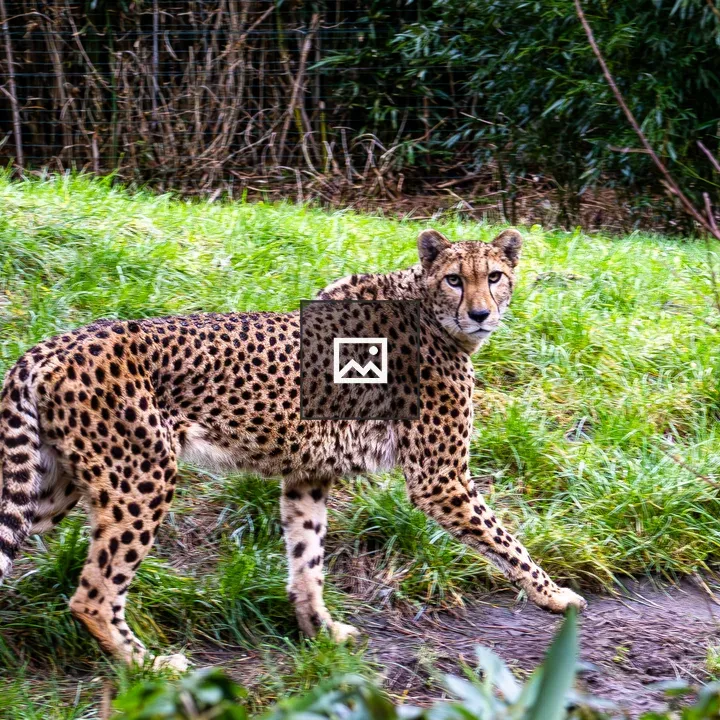 Cheetah Walking and Looking