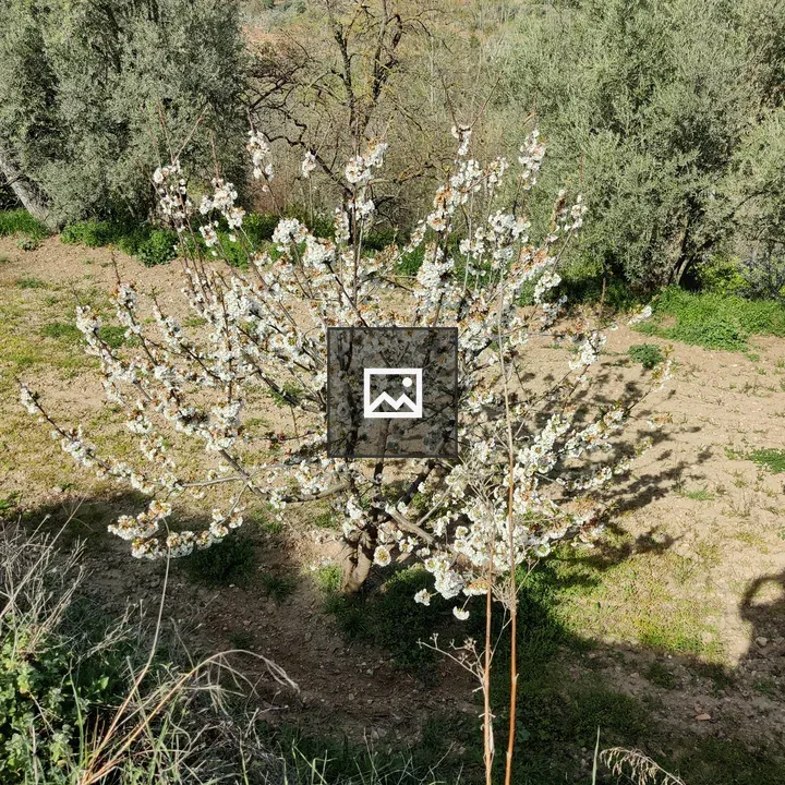 Almond blossom