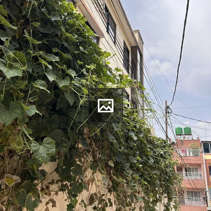 Vines on a Wall beside a Building