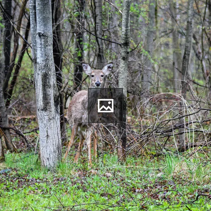 Deer in the Rain