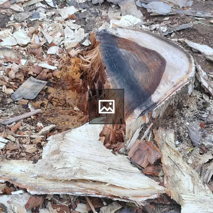 Cut Tree Stump with Rings