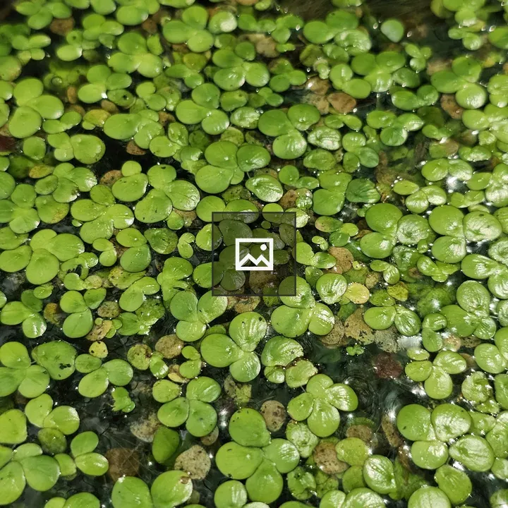Pond surface with floating plants