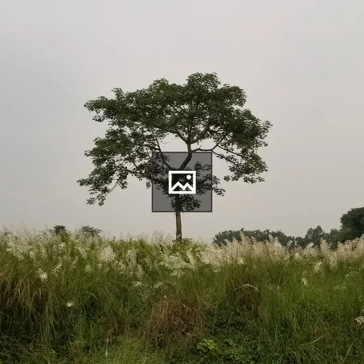 Solitary tree among white plants